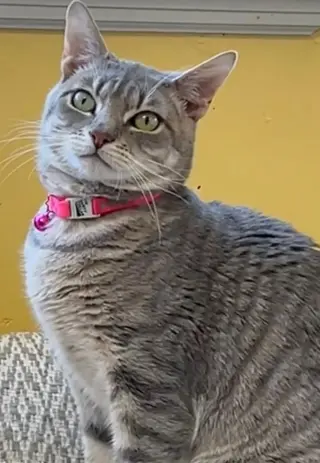 Klaus