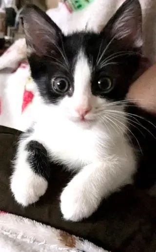 Lulu