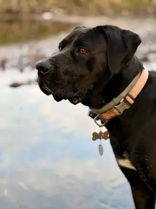 Tula
