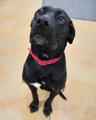 Tula