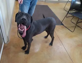 Tula