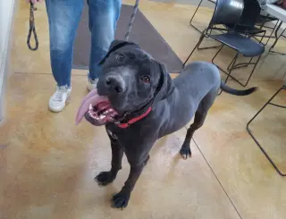 Tula