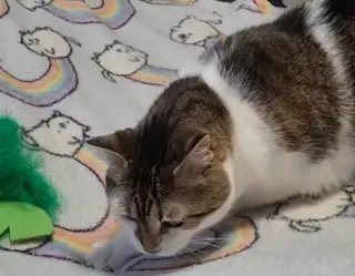 Bella (Hospice Foster)