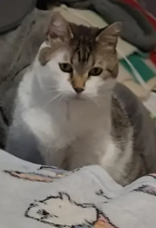 Bella (Hospice Foster)