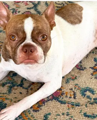 Toby