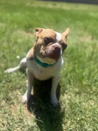 Toby