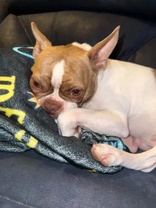 Toby