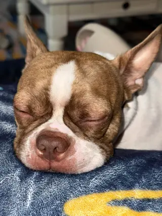 Toby