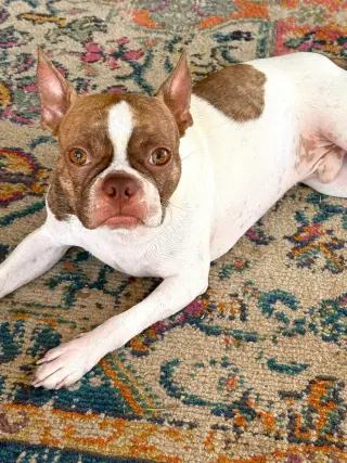Toby