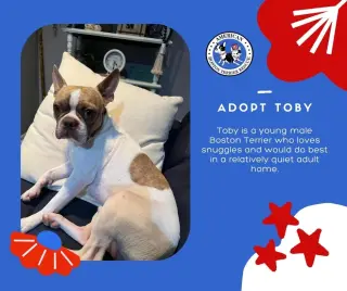 Toby