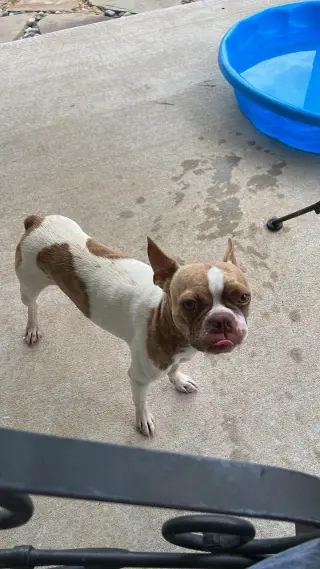 Toby