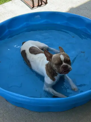 Toby