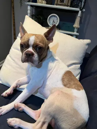Toby