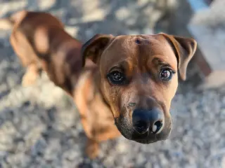 GUS