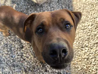 GUS