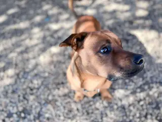 GUS