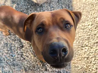 GUS