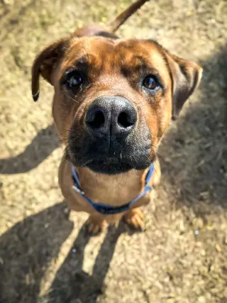 GUS