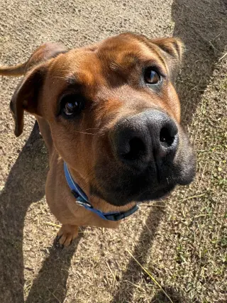 GUS