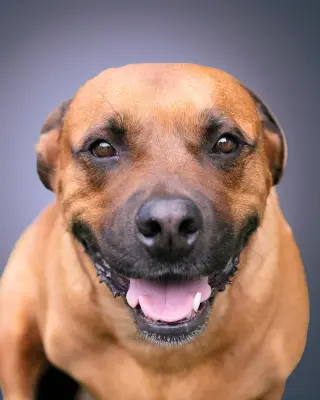 GUS
