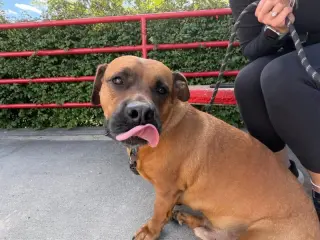 GUS