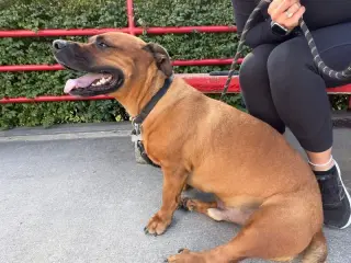 GUS