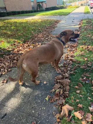 GUS