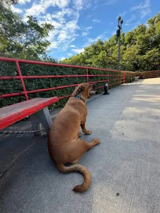 GUS