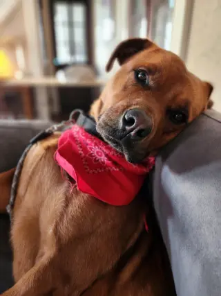 GUS