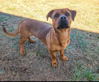 GUS