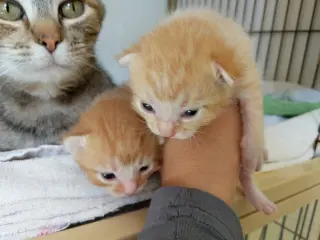 kitten Friends