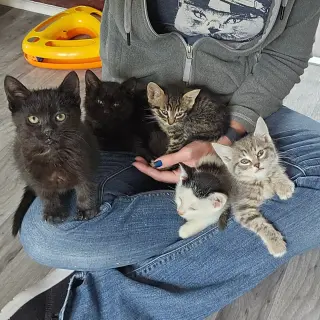 kitten Friends