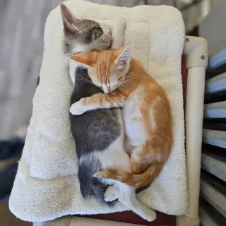 kitten Friends