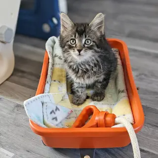 kitten Friends