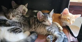 kitten Friends