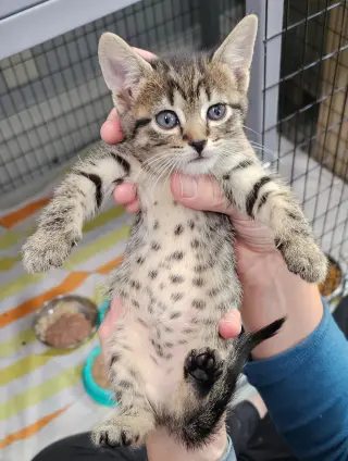 kitten Friends