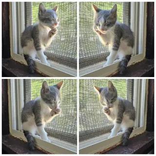 kitten Friends