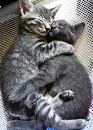 kitten Friends