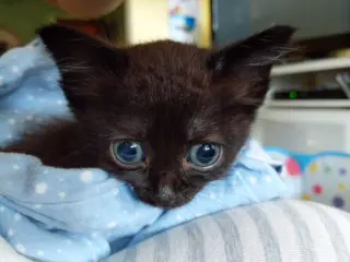 kitten Friends