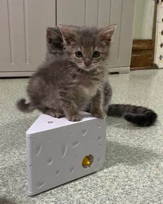 kitten Friends