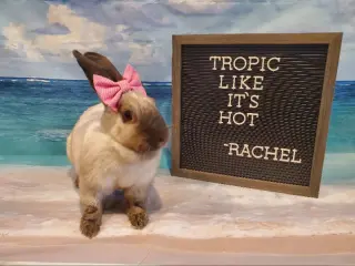 Rachel