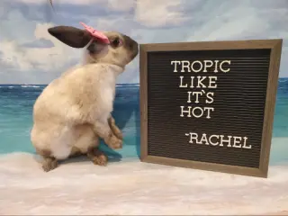 Rachel