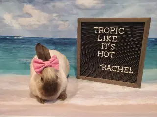 Rachel