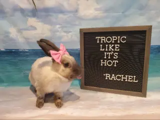 Rachel
