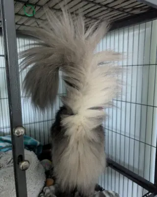 Simon