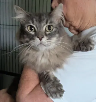 Simon