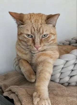 Han