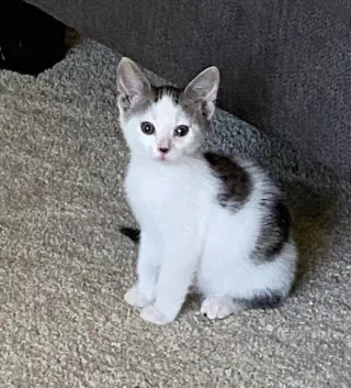 Sugar (w/Cookie)