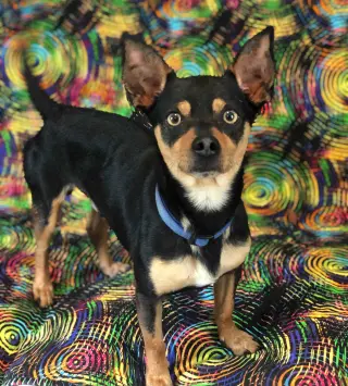 Louie Sep 26