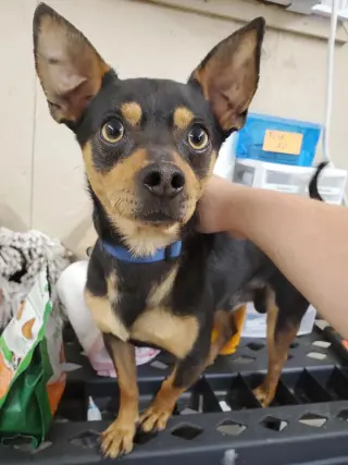 Louie Sep 26